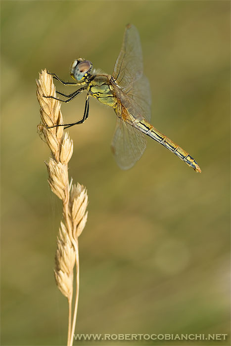 Scheda: Sympetrum fonscolombii